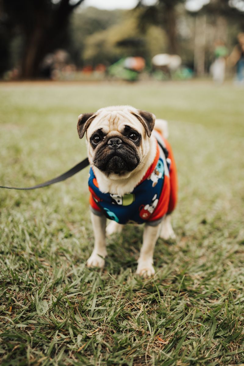 Already have pets? These dog breeds may be much less interested in starting a household rivalry 7 Pug