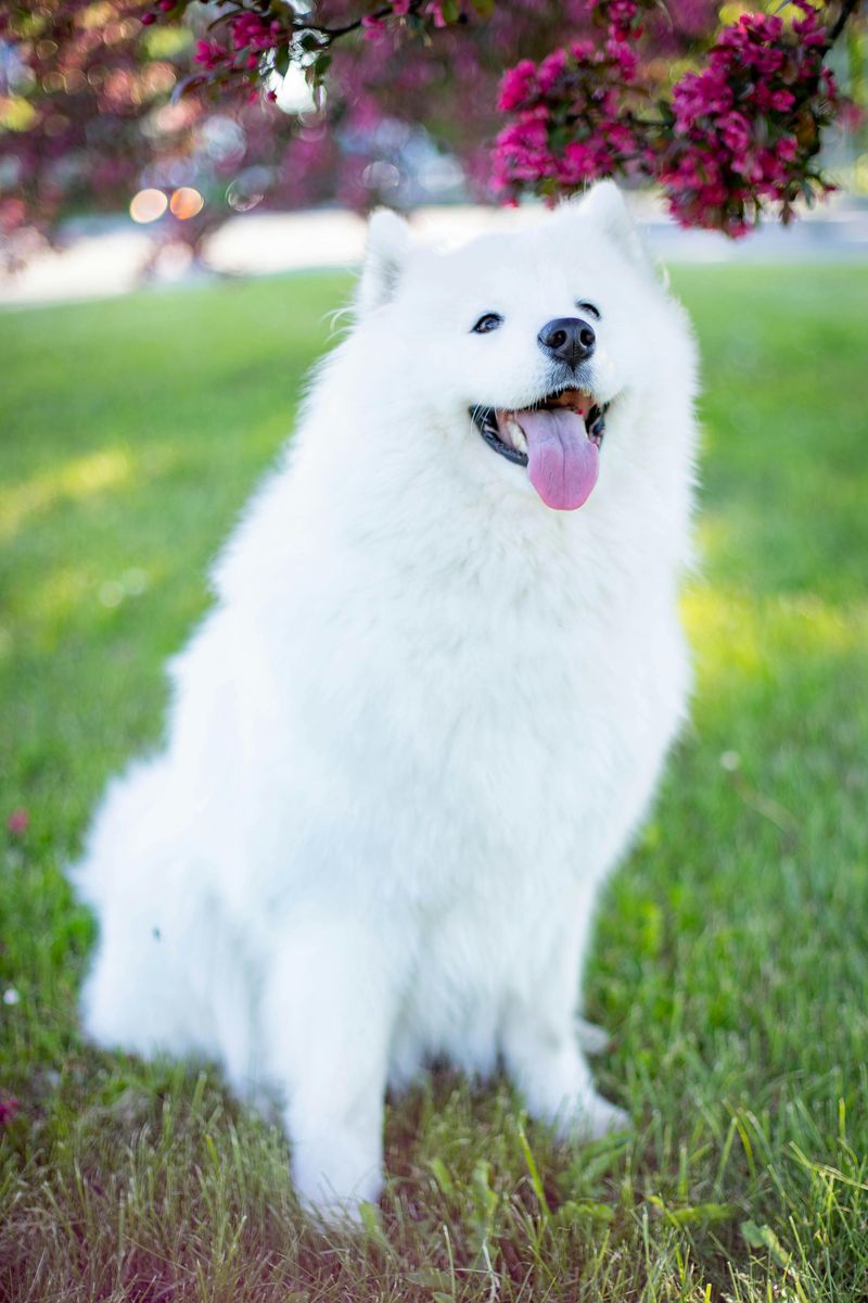 28 Friendly Dog Breeds That Thrive on Human Connection 23 Samoyed