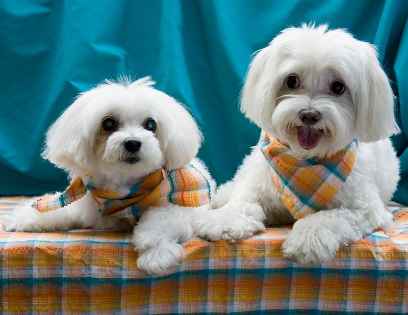 Your cat already owns the house - These dogs may be among the least interested 6 Maltese
