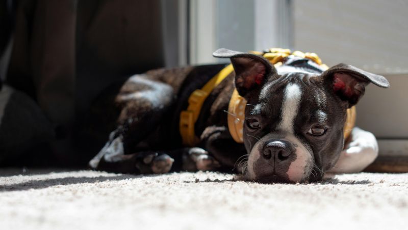 14 Quiet and Apartment-Friendly Dog Breeds That Are Unlikely to Disturb Neighbors 13 Boston Terrier
