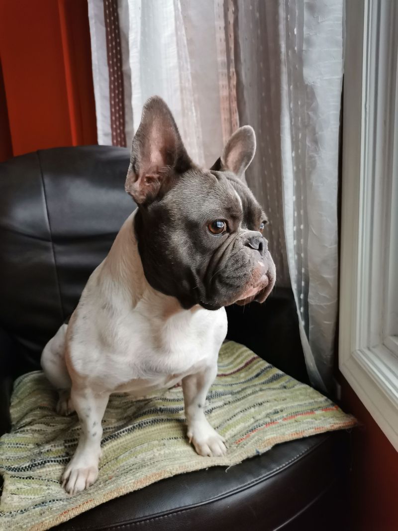 12 dogs that treat every homecoming like a celebration - plus 3 loyal waiters 11 French Bulldog