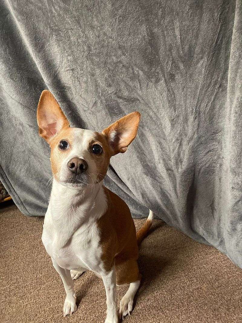 Basenji