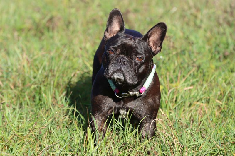 12 famous dog breeds veterinarians warn may not be the best choice 2 French Bulldog