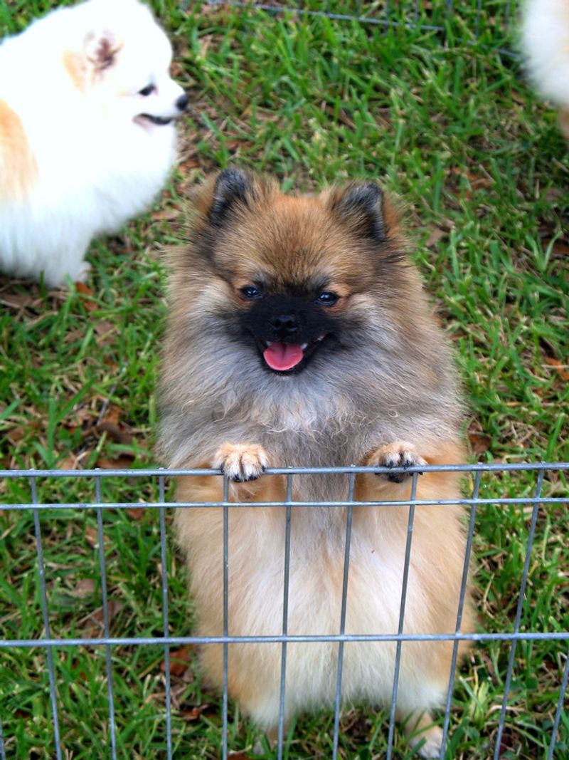 16 breeds that get offended when you stop petting them 11 Pomeranian