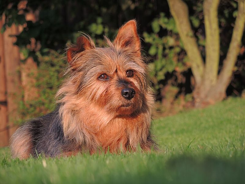 16 dog breeds that make digging look less like a habit and more like a mission 15 Australian Terrier