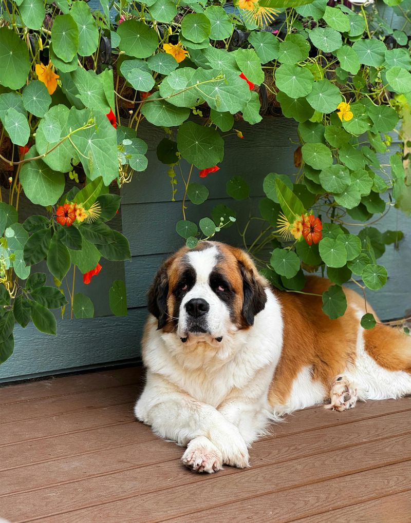15 Dog Breeds That Look Amazing in Holiday Photos 3 St. Bernard