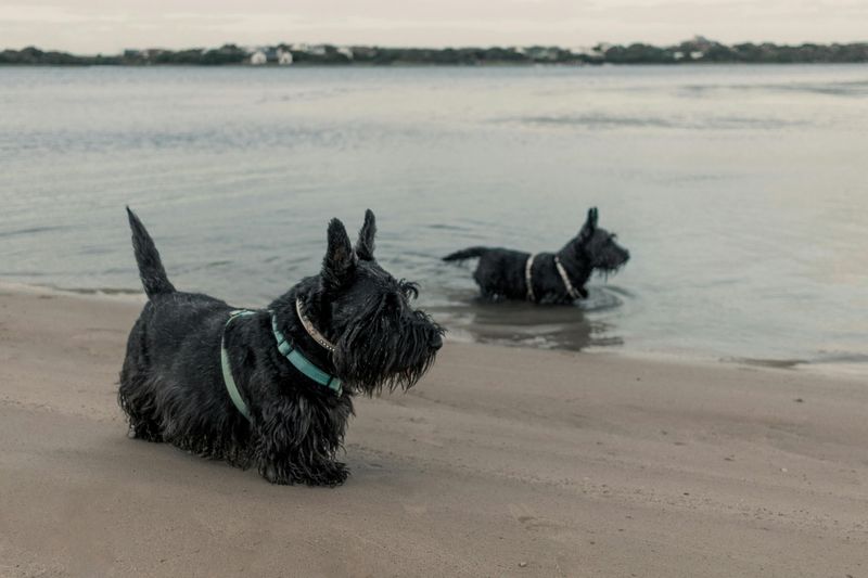 10 reserved dog breeds that appreciate calm and personal space 9 Scottish Terrier