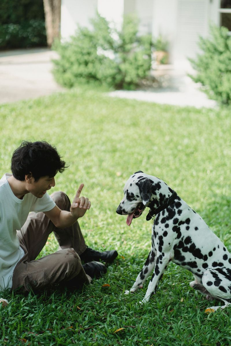 Dalmatian