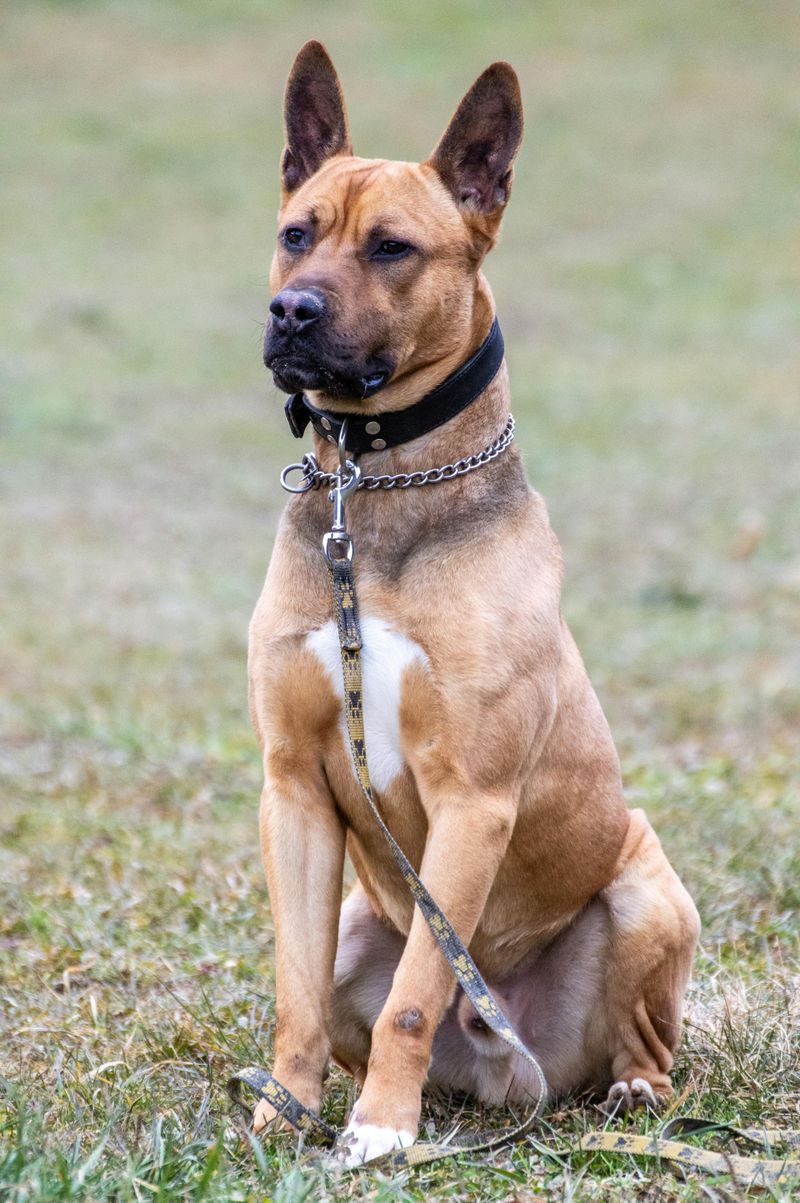 Belgian Malinois