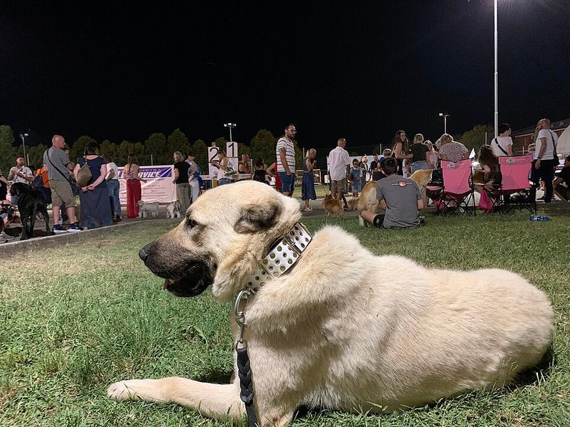 14 strong dog breeds that match the bullmastiff’s calm but intimidating energy 9 Kangal