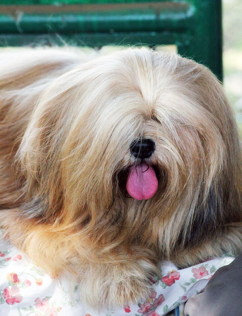 Lhasa Apso