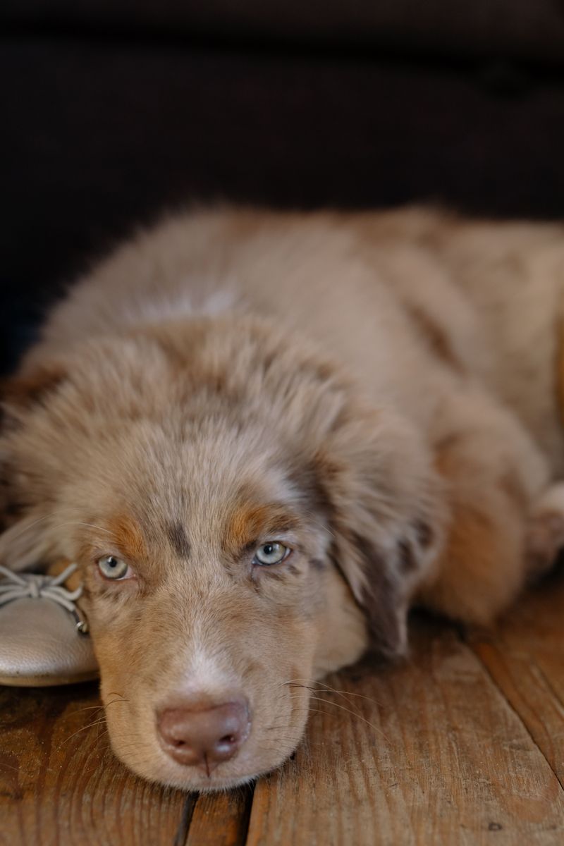 Australian Shepherd