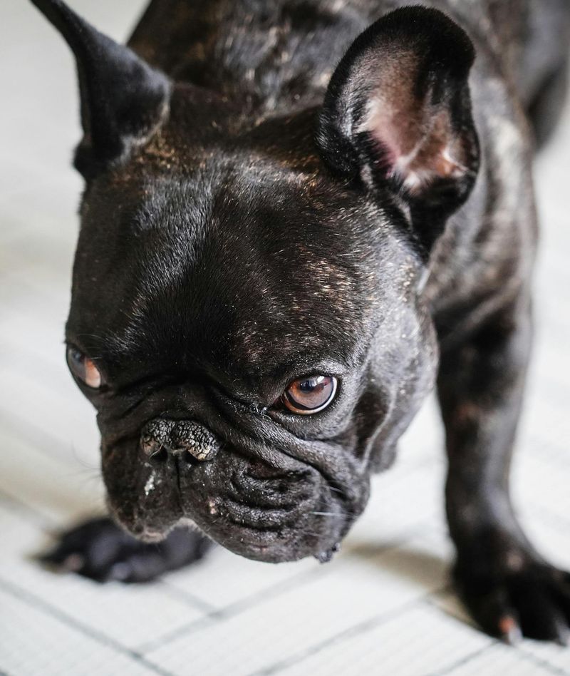 25 Dog Breeds with the Biggest and Most Expressive Personalities 6 French Bulldog