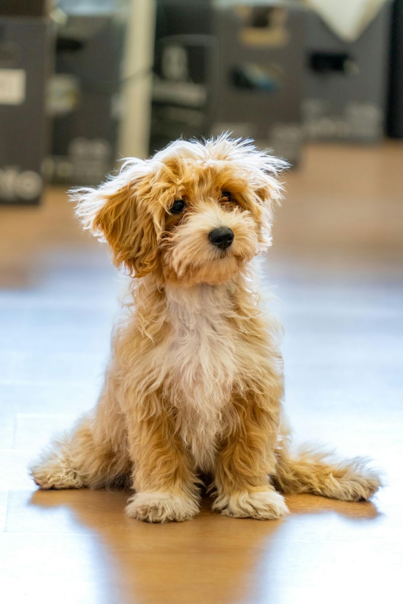 Maltipoo