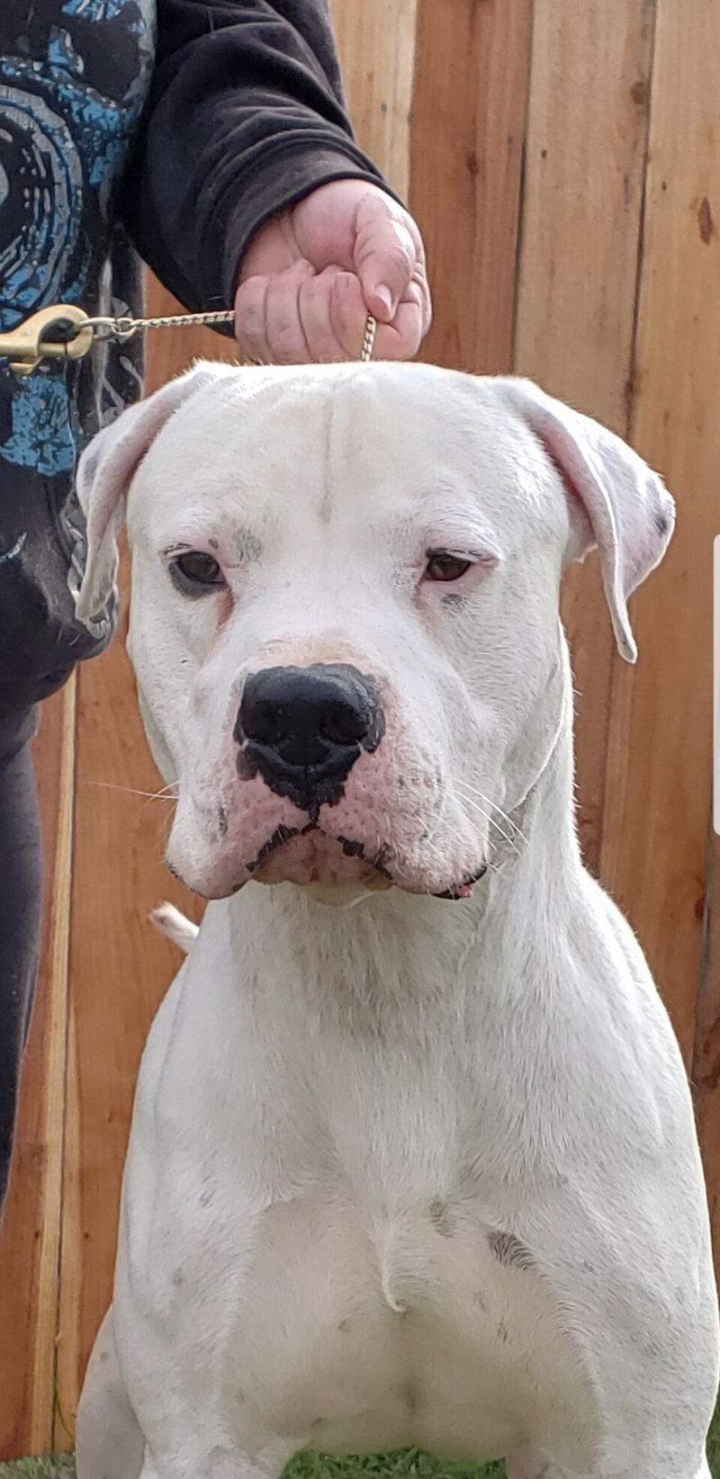 Dogo Argentino