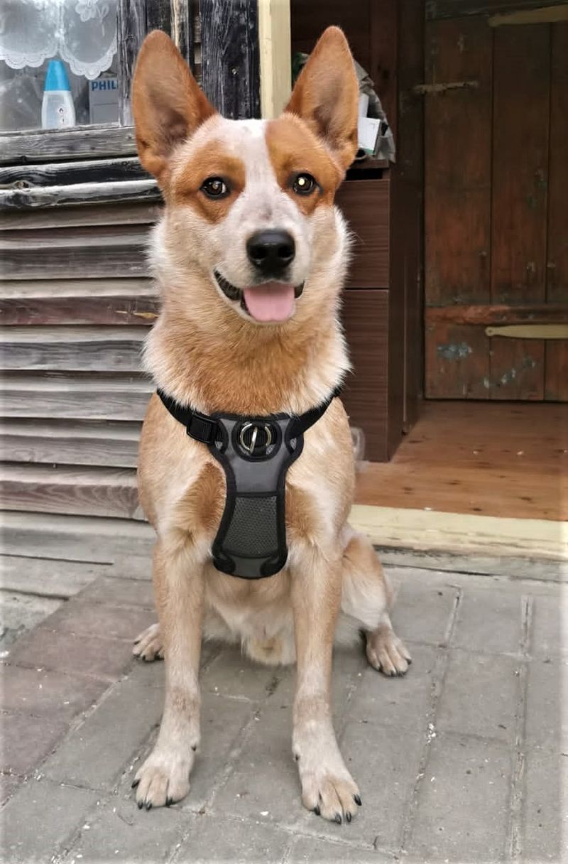 11 shelter breeds that may wait while everyone chooses the familiar face - until the right adopter looks twice 10 Australian Cattle Dog
