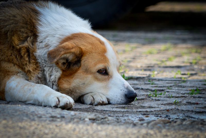 10 powerful signs your dog experiences emotions more deeply than most breeds 8 Remembering emotional routines