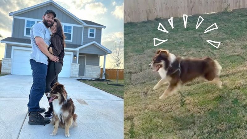 11 Emotional Behaviors You’ll Often See in a Newly Rescued Dog 10 Overexcitement During Simple Positive Experiences