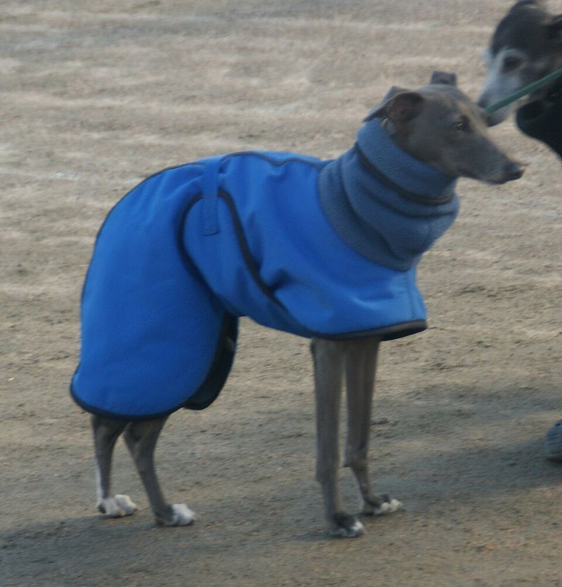 If personal space is precious, these breeds may test that belief from day one 10 Italian Greyhound