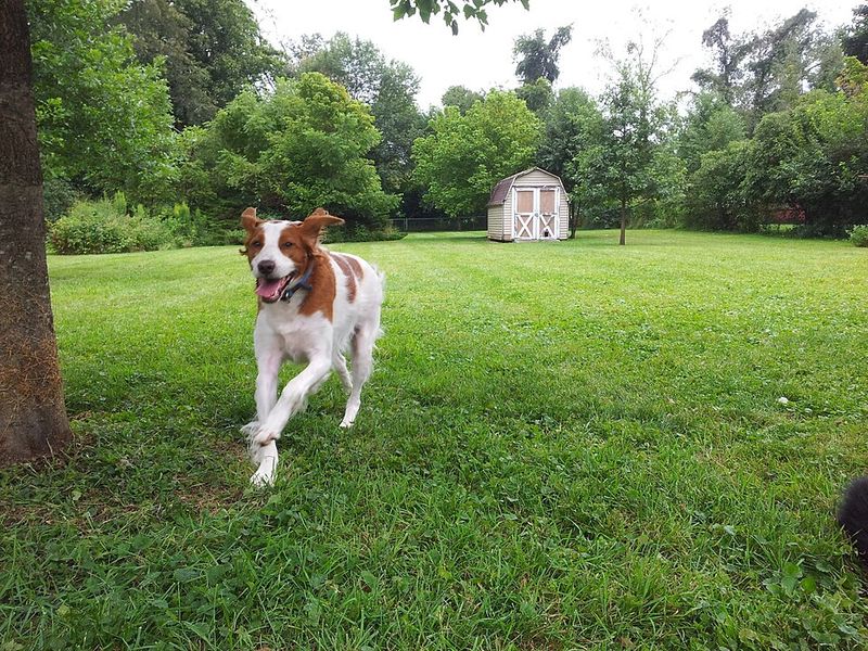 Keeping these dog breeds fulfilled means challenging both their muscles and their minds 10 Brittany