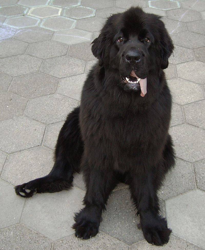 Newfoundland