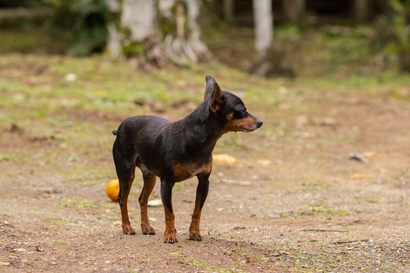 Cold mornings hit some breeds harder, and these 10 dogs really do need a coat 8 Miniature Pinscher