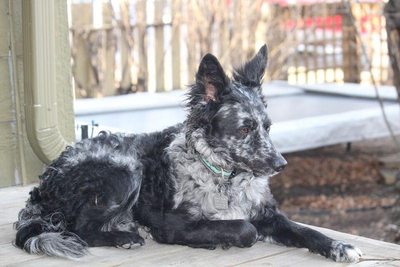 19 Rare Dog Breeds Known for Their Confident and Independent Nature 19 Mudi