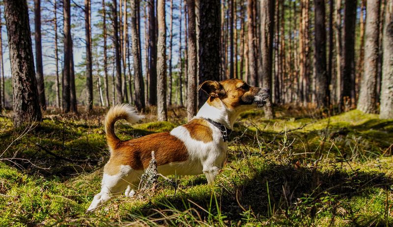 The same routine doesn't work equally well for every dog - These breeds make personalization especially valuable 5 Jack Russell Terrier