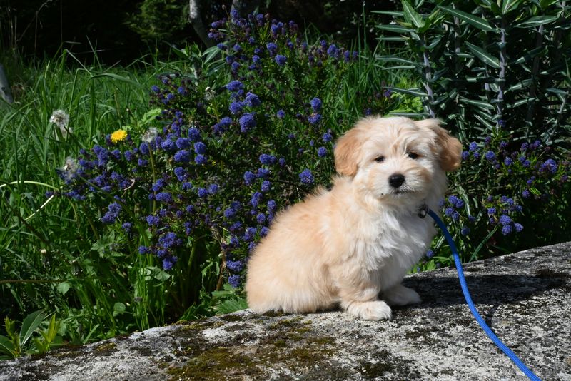 These 11 dogs are quietly winning over people who once avoided dogs 5 Havanese