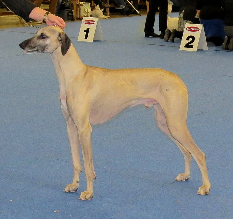 15 Ultra-Rare Dog Breeds You’ll Almost Never Spot in Everyday Life 5 Sloughi