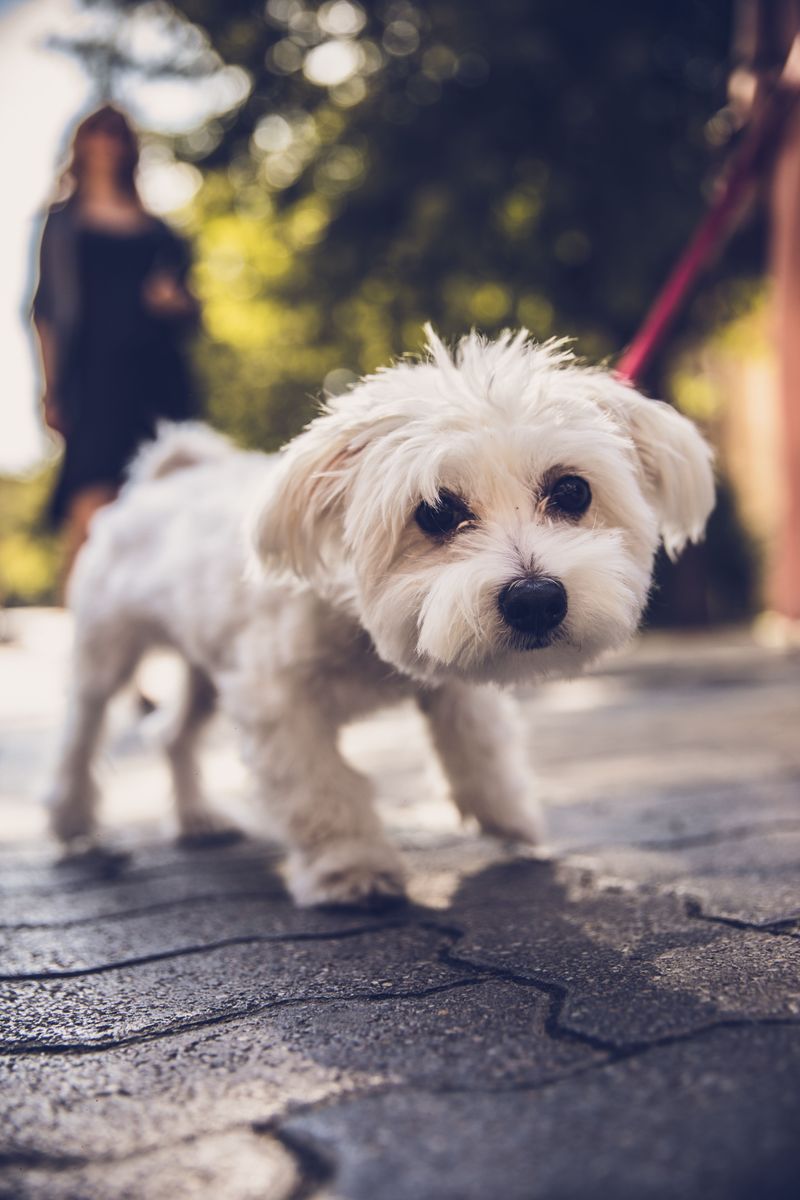 10 moments when correcting your dog may silence information you actually needed to hear 6 Going still when fear takes over