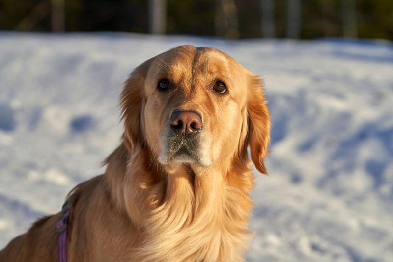 20 dog breeds that balance affection, independence, and strong instincts in unique ways 3 Golden Retriever