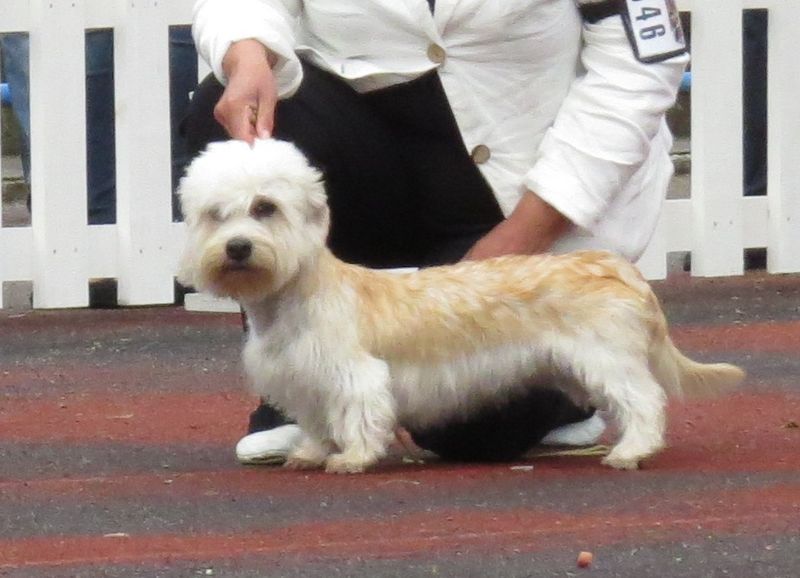 Dandie Dinmont Terrier