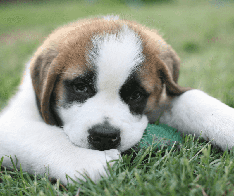 The Gentle Saint Bernard