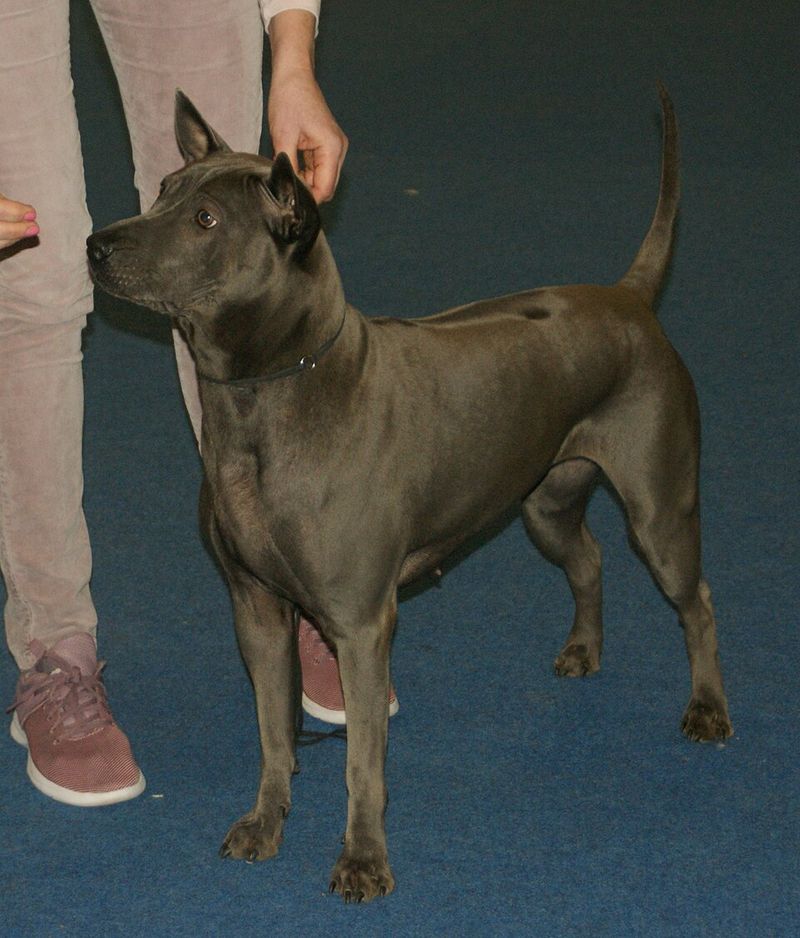 Thai Ridgeback