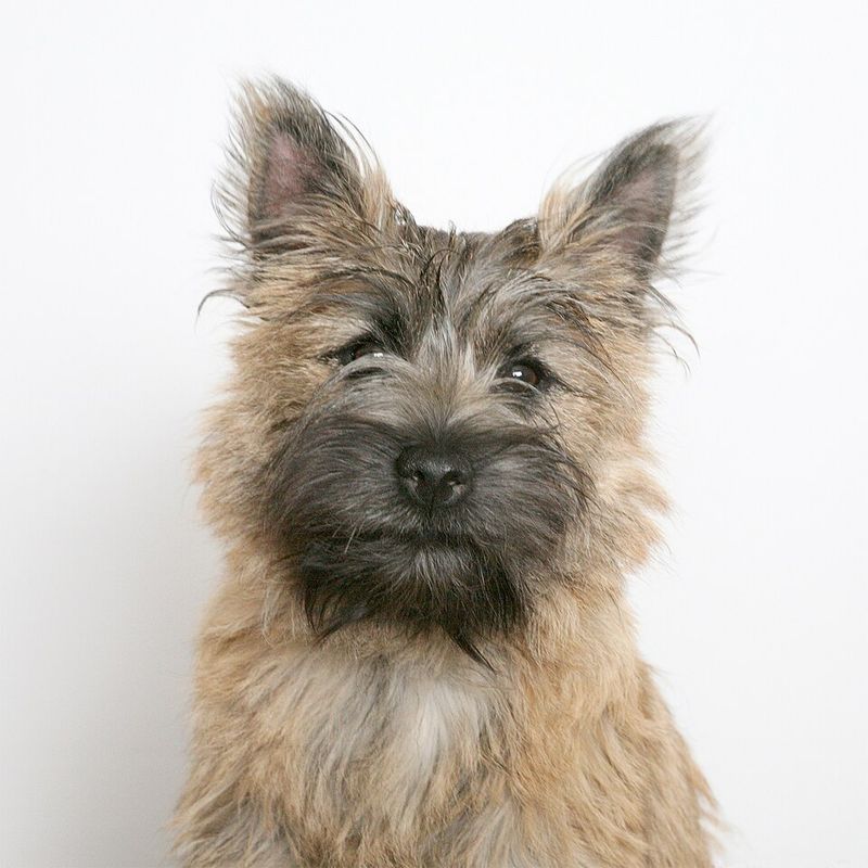 25 Dog Breeds with the Biggest and Most Expressive Personalities 18 Cairn Terrier