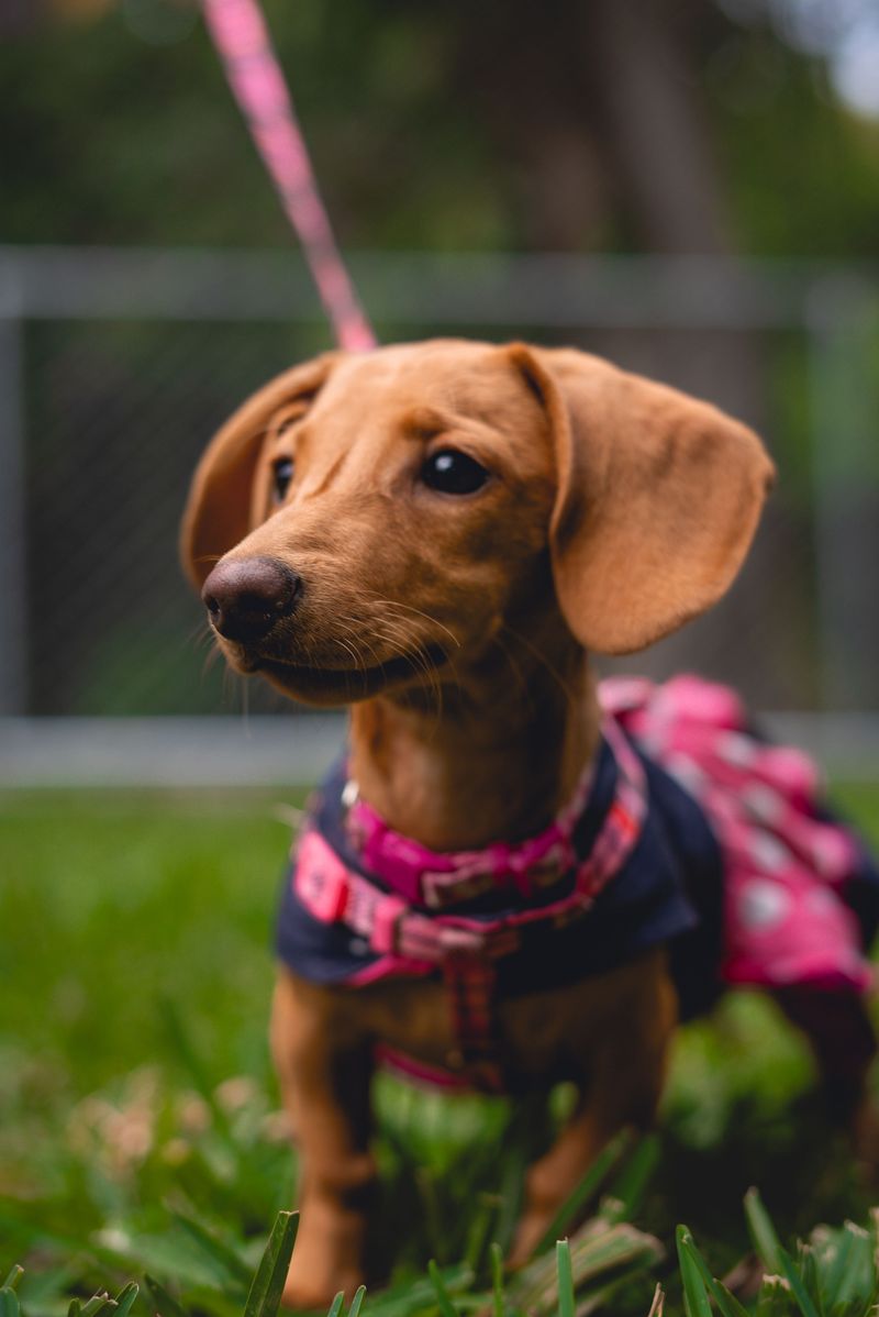 Some dogs leave us far too soon - These breeds often have time on their side 7 Dachshund