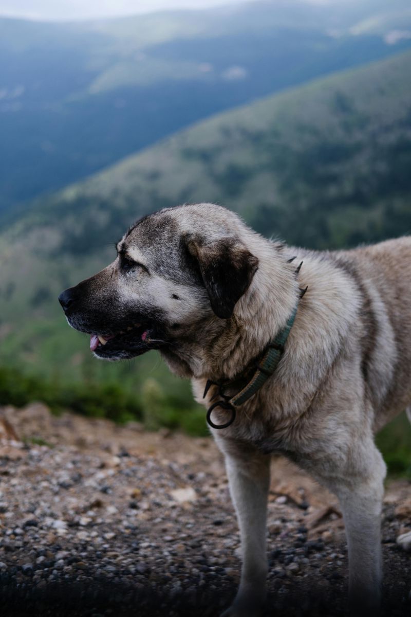 Anatolian Shepherd