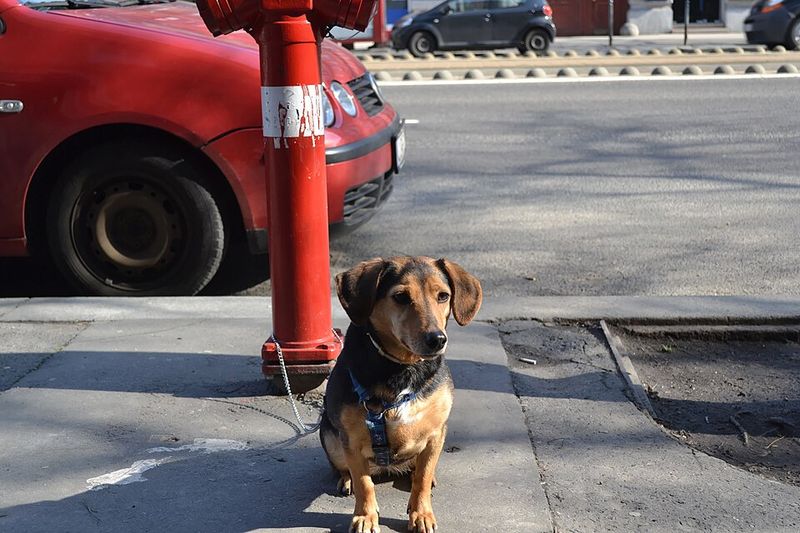 Choosing a dog for the next decade changes which breeds suddenly make sense 8 Dachshund