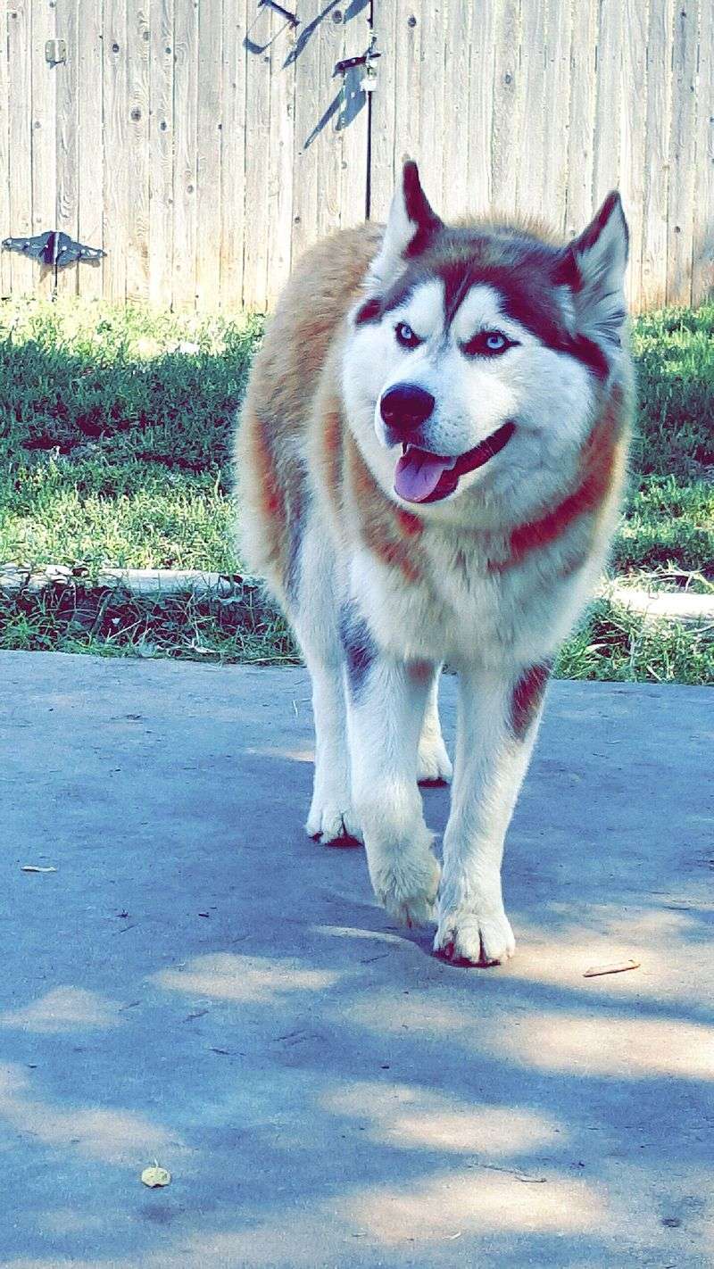 Iberian Husky