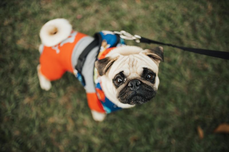 Pug