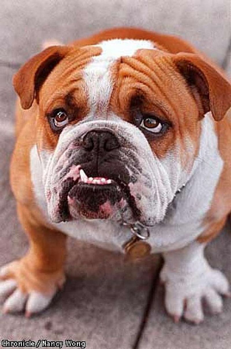 English Bulldog