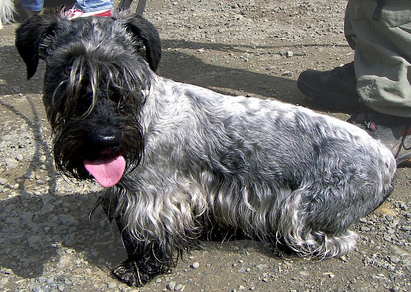 Popularity Charts Don’t Tell the Full Story - 13 Breeds Quietly Gaining Fans 10 Cesky Terrier
