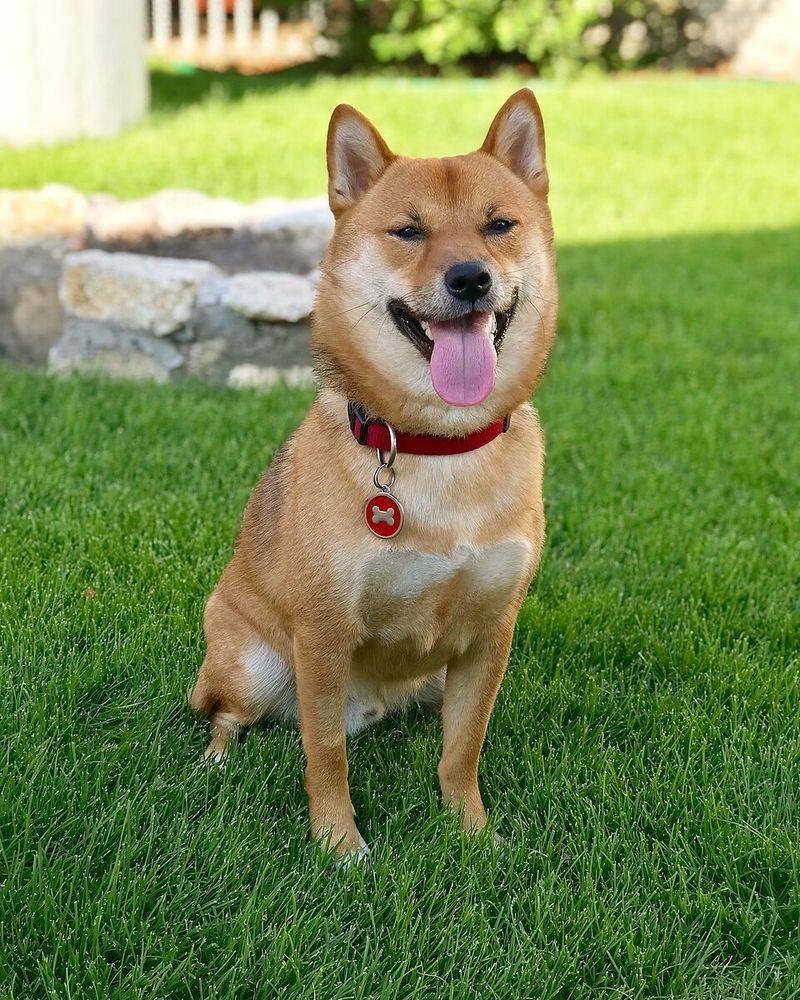 Cute videos made these breeds famous - They conveniently left out some of the hardest parts 8 Shiba Inu - independent spirit, loyal when ready