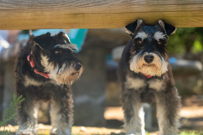 From dramatic reactions to clever routines, these dog breeds sometimes seem almost human 9 Miniature Schnauzer