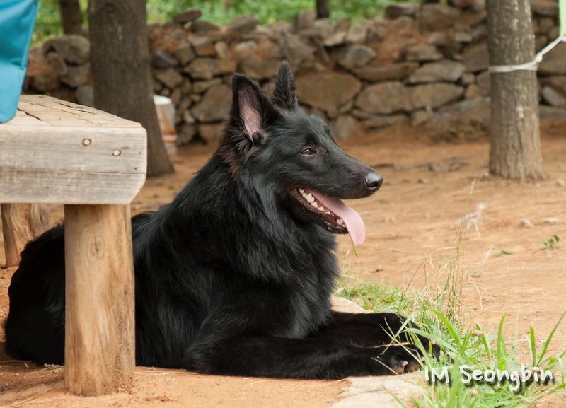 Confidence travels with these dog breeds wherever life takes them 12 Belgian Sheepdog