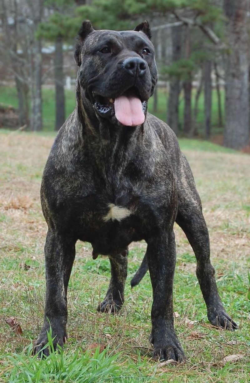 25 Dog Breeds with a Majestic Look That Instantly Draws Attention 13 Presa Canario