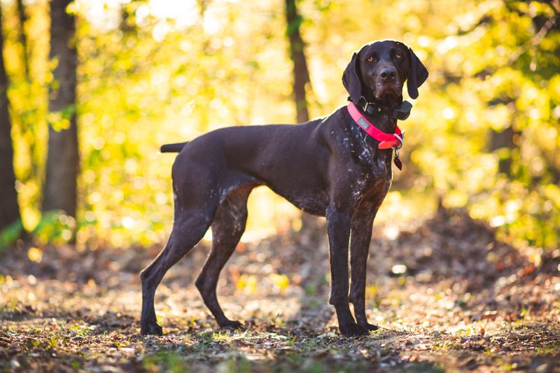 11 dog breeds that seem perfectly relaxed indoors - Then the front door opens and everything changes 7 German Shorthaired Pointer