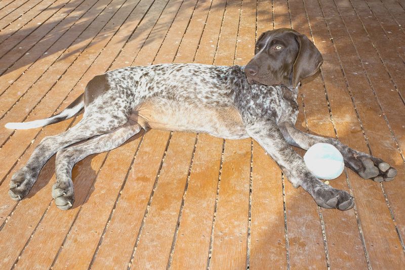 German Shorthaired Pointer