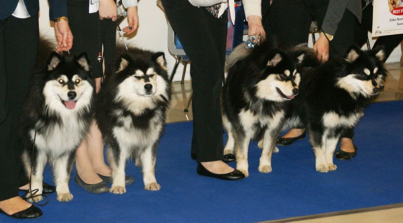 Finnish Lapphund